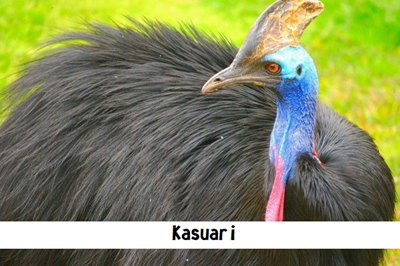 Kasuari