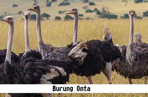 Burung Unta