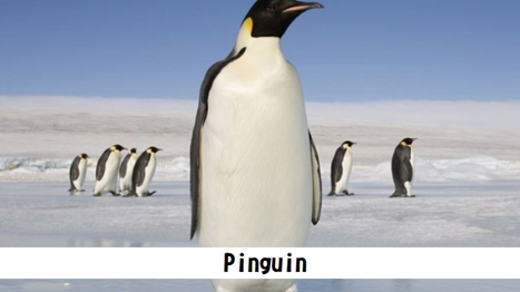 Pinguin