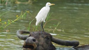 burung