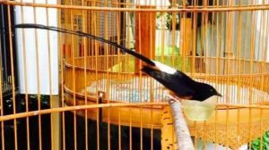 Tips Merawat Burung Murai