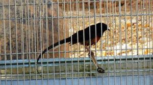 Cara Memandikan Burung Murai