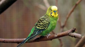 Burung Parkit