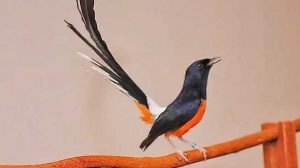 Cara Pengkrodongan Burung