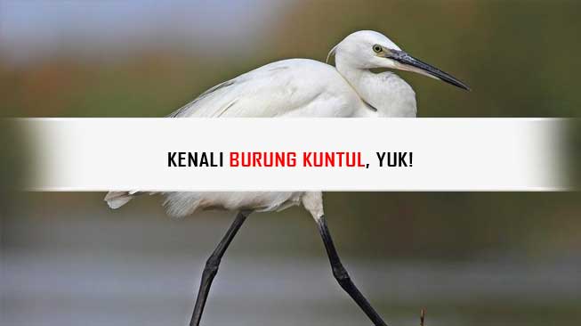 Burung Kuntul
