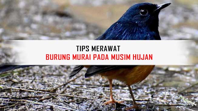 Tips Merawat Murai