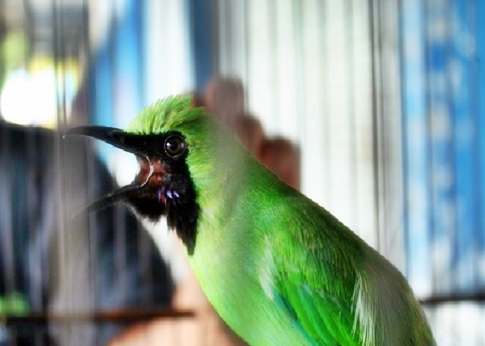 Burung Cucak Hijau