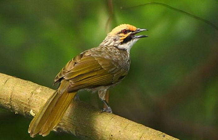 Burung Cucak Rowo