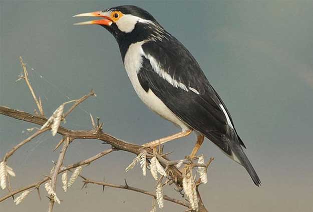 Burung Jalak Suren