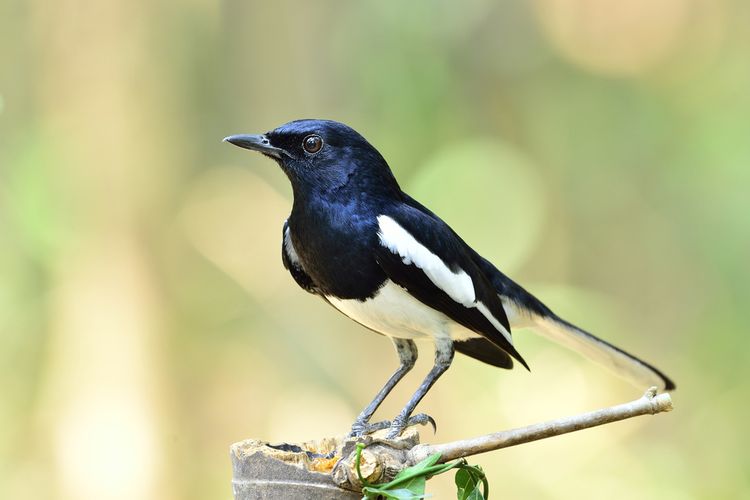 Burung Kacer