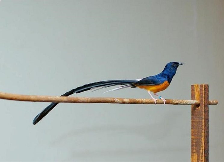 Burung Murai