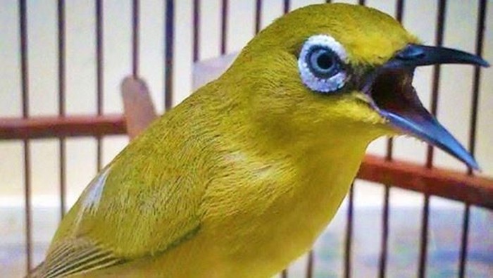 Burung Pleci