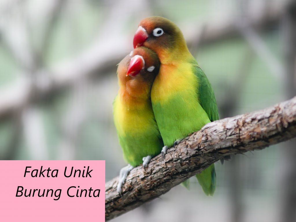 Fakta Unik Burung Cinta