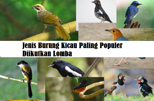 Jenis Burung Kicau Paling Populer Diikutkan Lomba