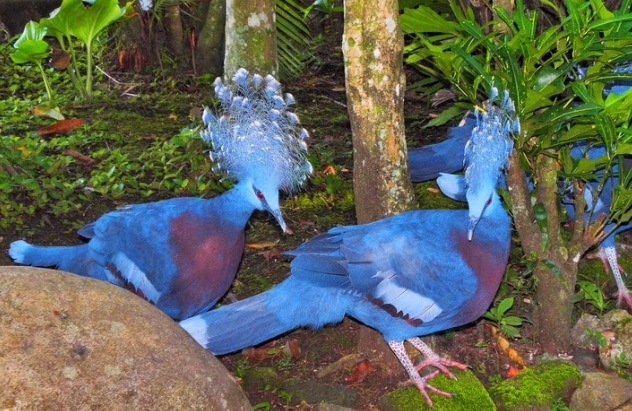 Burung Mambruk Victoria