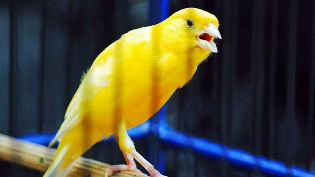 Burung kenari yang bikin gacor