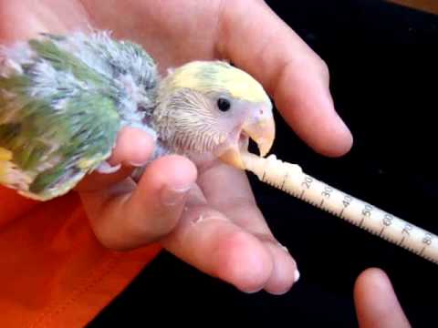 Cara Memberikan Makan Anak Burung