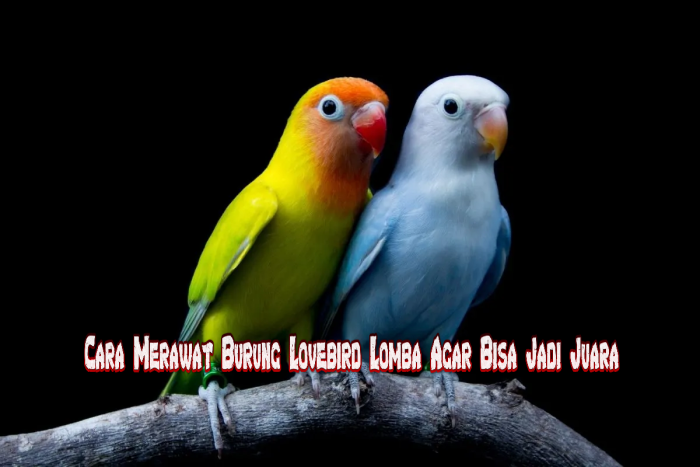 Cara Merawat Burung Lovebird Lomba Agar Bisa Jadi Juara