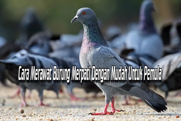 Cara Merawat Burung Merpati Dengan Mudah Untuk Pemula