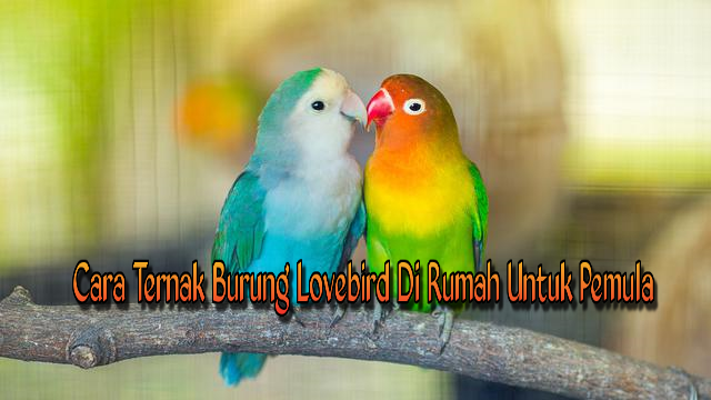 Cara Ternak Burung Lovebird Di Rumah Untuk Pemula