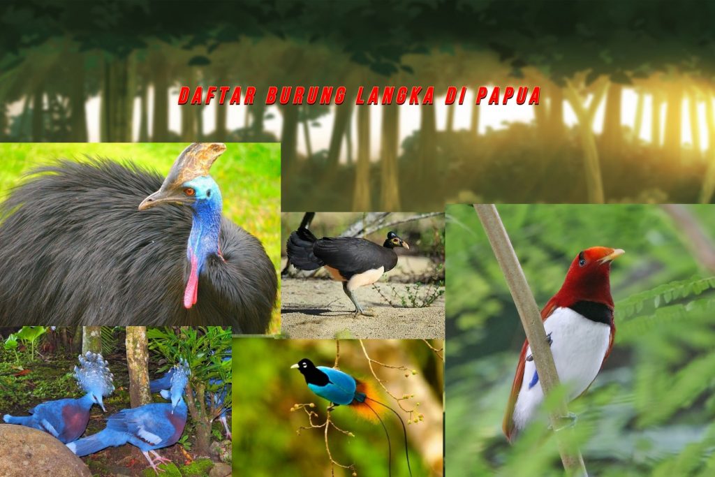Daftar Burung Langka Di Papua
