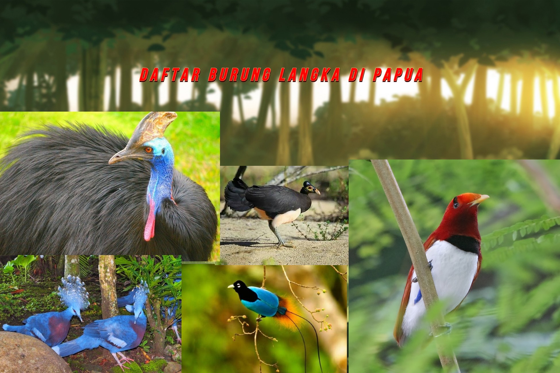 Daftar Burung Langka Di Papua