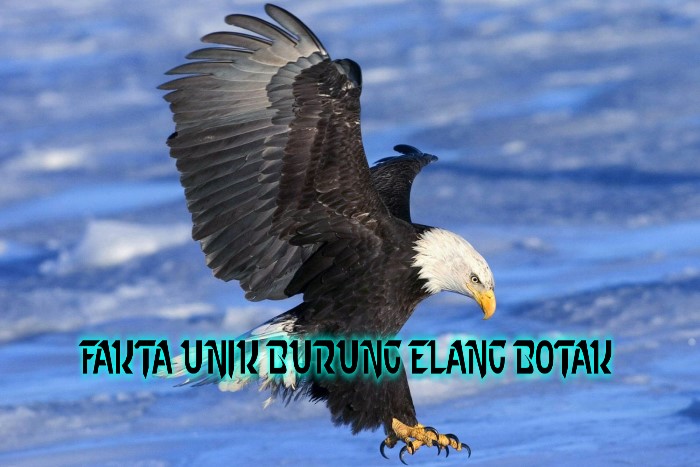 Fakta Unik Burung Elang Botak