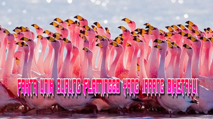 Fakta Unik Burung Flaminggo Yang Jarang Diketahui