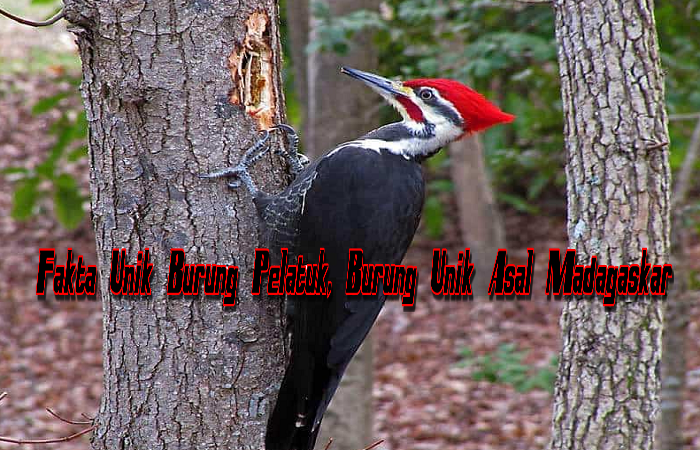Fakta Unik Burung Pelatuk, Burung Unik Asal Madagaskar