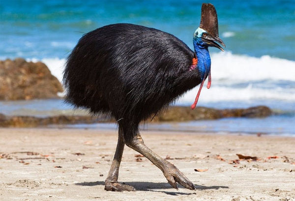 Informasi tentang burung kasuari