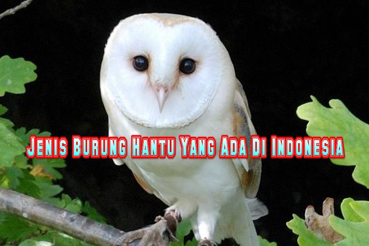 Jenis Burung Hantu Yang Ada Di Indonesia