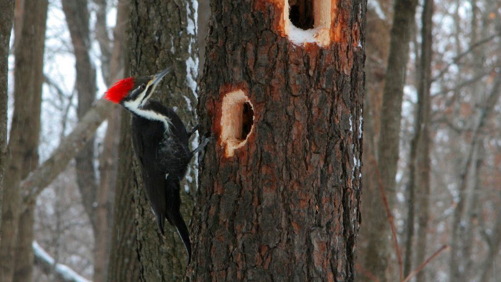 Jenis Burung Woody Woodpecker