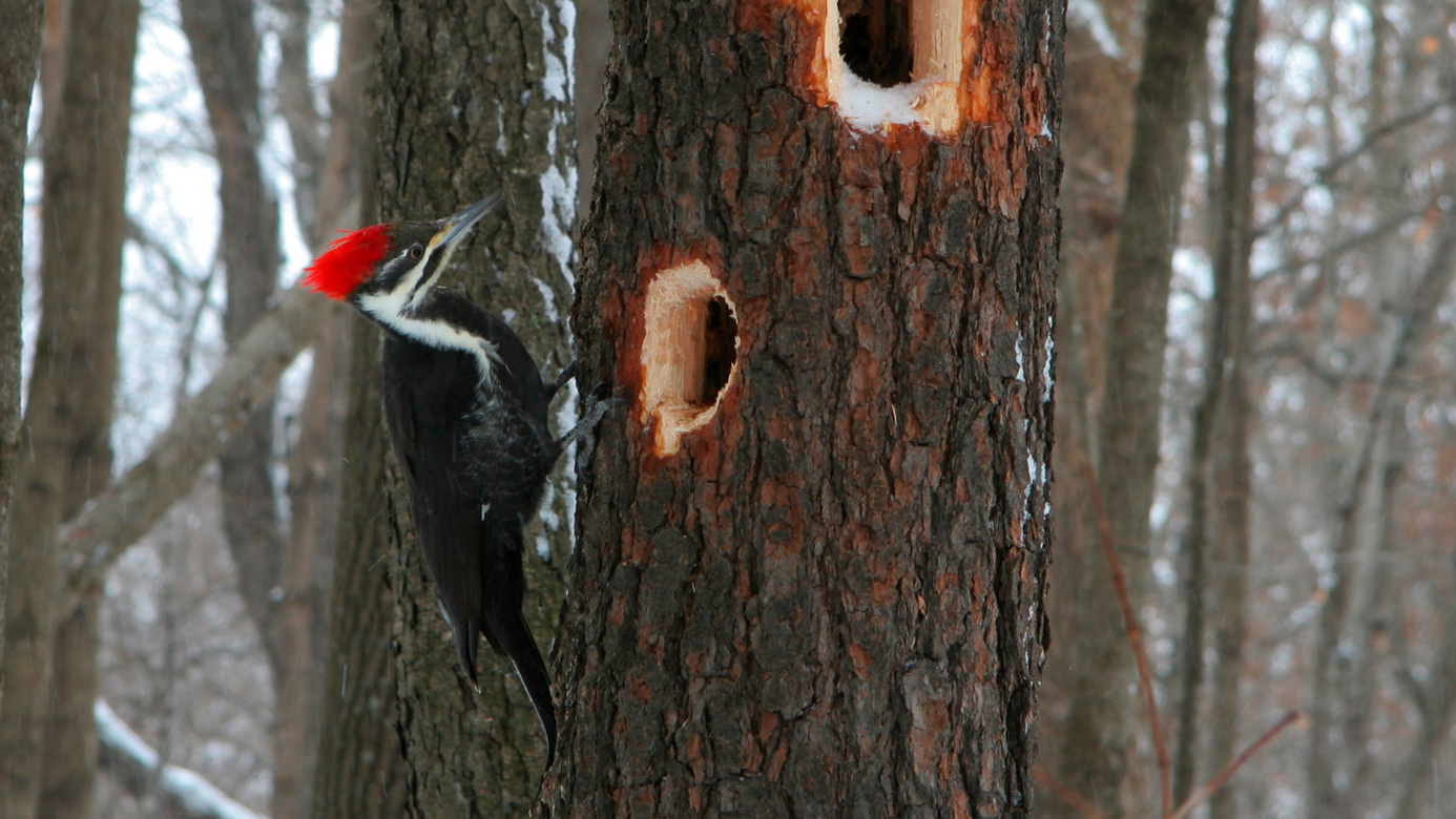 Jenis Burung Woody Woodpecker Di Dunia Nyata