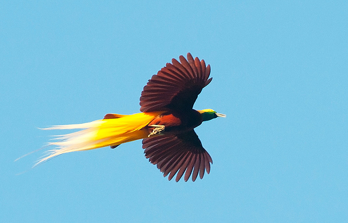 Keindahan burung cenderawasih yang sangat memikat