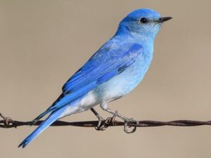 Mountain Bluebird