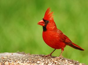 North Cardinal