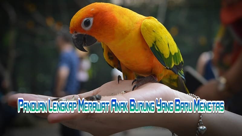 Panduan Lengkap Merawat Anak Burung Yang Baru Menetas
