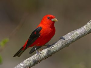 Scarlet Tanager