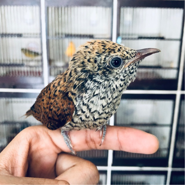 Tips Merawat Anak Burung