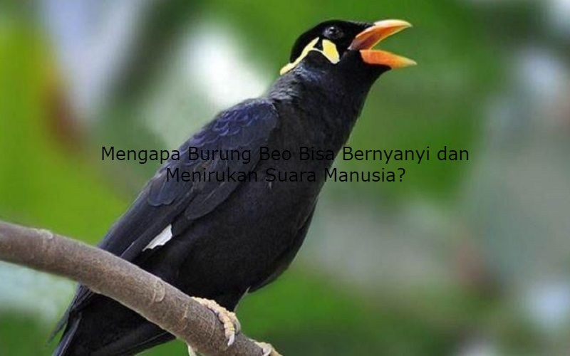 Mengapa Burung Beo Bisa Bernyanyi dan Menirukan Suara Manusia