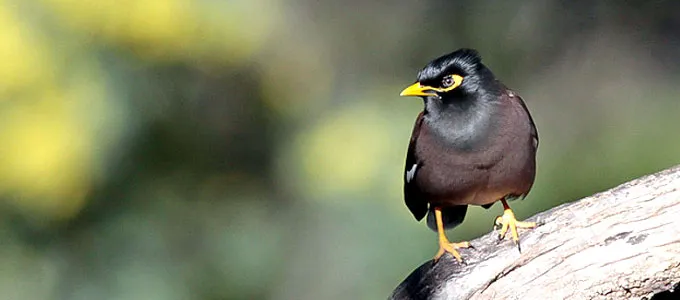 Untukmu penyuka kicauan burung jalak