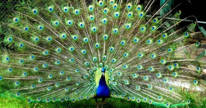 burung merak
