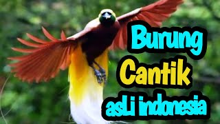 Cantik Nan Indah, 7 Burung Tercantik Asli Khas Indonesia