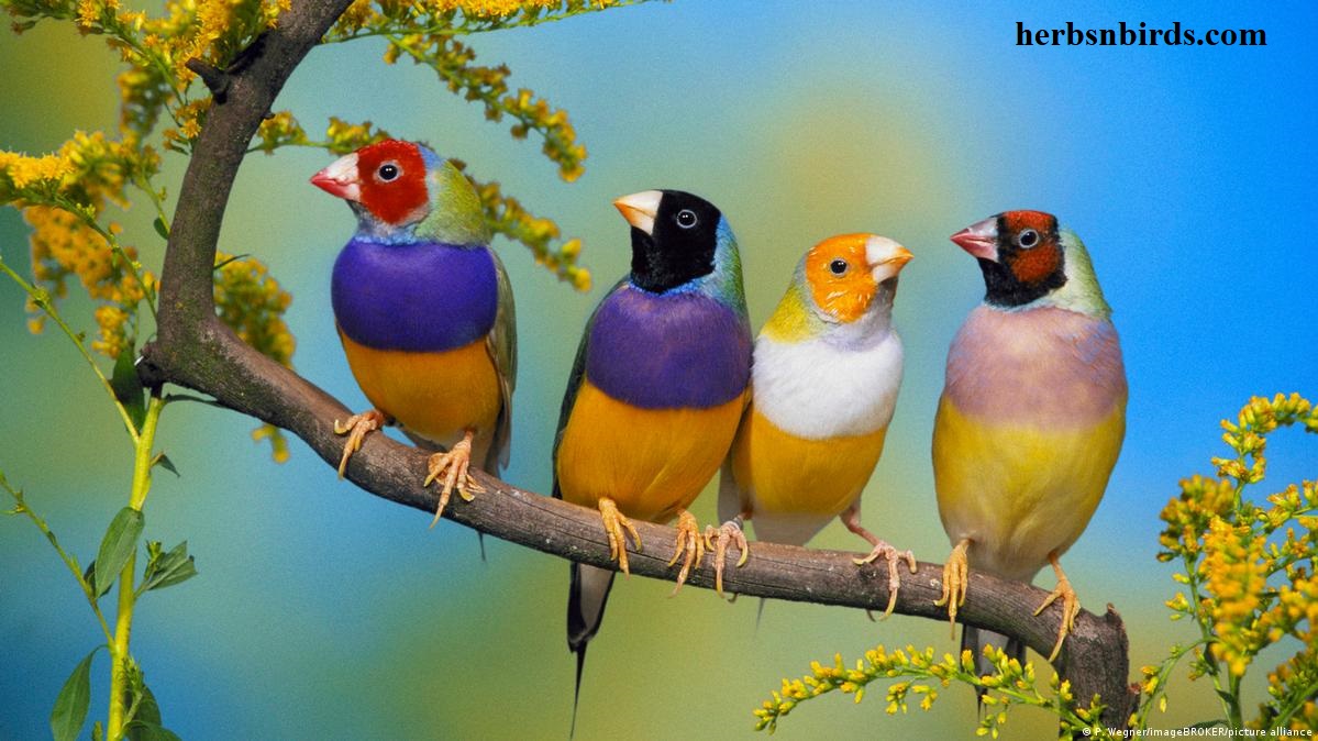 Jenis Burung yang Mudah Dipelihara