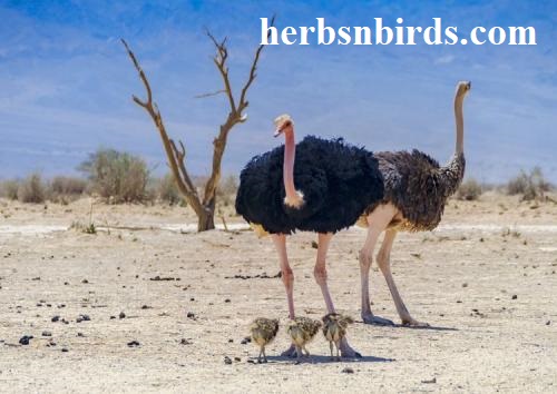 Fakta Burung Unta Hewan yang Cepat