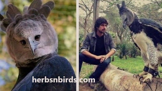 herbsnbirds.com