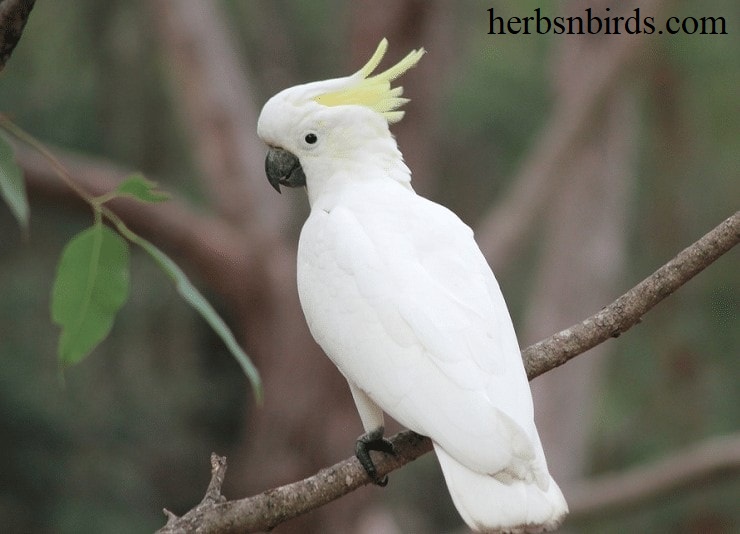 Jenis Burung Kakak Tua Yang ada di indoneisa