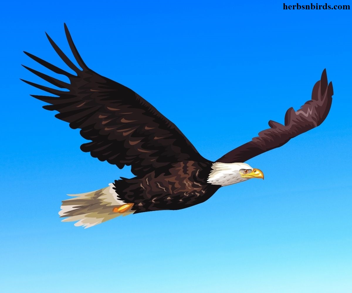 Mengenal Burung Elang Lebih Dekat Lagi