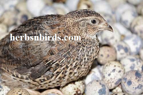 Mengulas Fakta Burung Puyuh