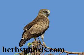 Jenis Burung Elang di Indonesia